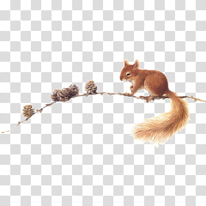 cute animals s, brown squirrel transparent background PNG clipart