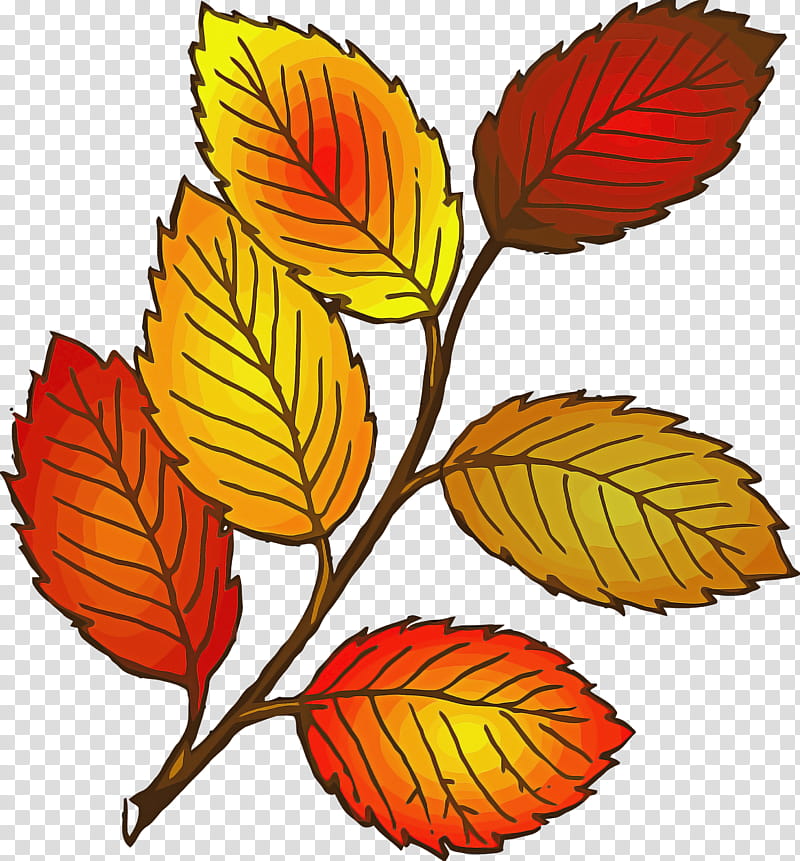 autumn leaf yellow leaf leaf, Plant, Flower, Tree, Beech transparent background PNG clipart