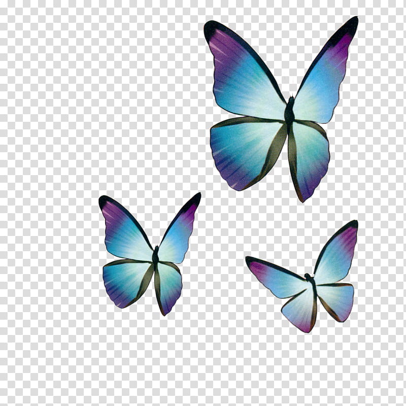 , three multicolored butterflies transparent background PNG clipart ...