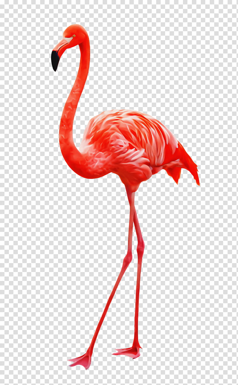 Flamingo, Bird, Greater Flamingo, Water Bird, Beak, Pink, Neck, Wildlife transparent background PNG clipart