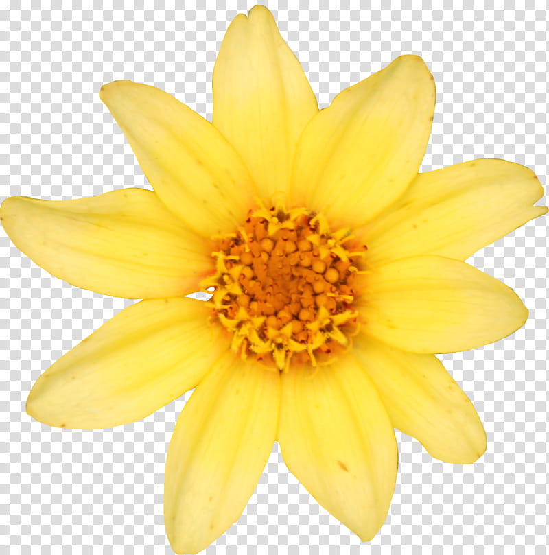 Yellow Small Zinnia, yellow flower illustration transparent background PNG clipart