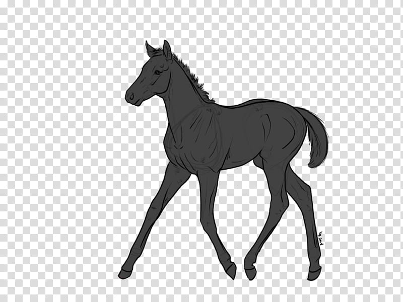 TB Lineart for Use , Foal, black horse transparent background PNG clipart