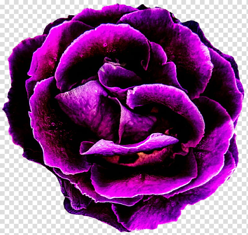 Deep Purple Rose transparent background PNG clipart