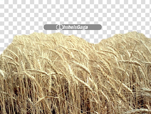 Files, brown wheat field with text overlay transparent background PNG clipart