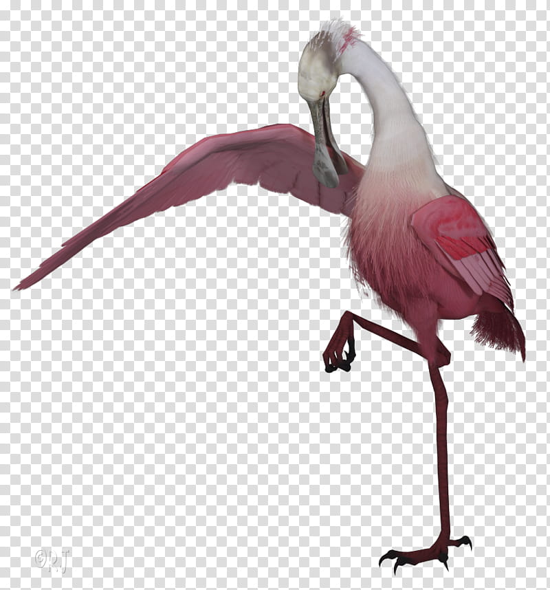 Pink Flamingo, Beak, Feather, Neck, Bird, Greater Flamingo, Spoonbill, Water Bird transparent background PNG clipart
