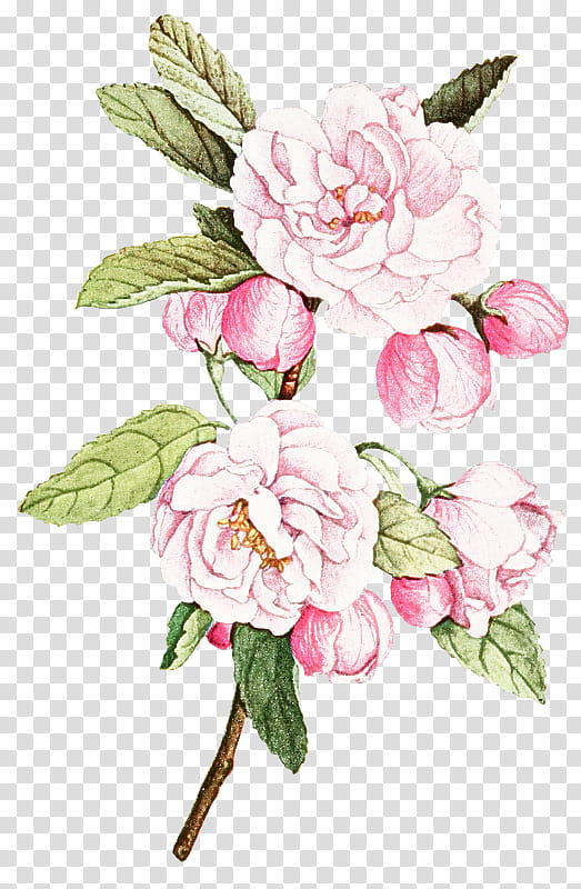 Garden roses, Flower, Cut Flowers, Pink, Plant, Petal, Rose Family, Chinese Peony transparent background PNG clipart