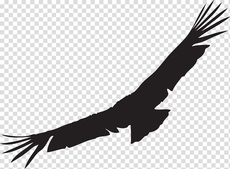 Bird Logo, Condor, California Condor, Andean Condor, Bald Eagle, Drawing, Silhouette, Vulture transparent background PNG clipart