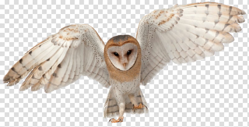 Owl, Barn Owl, Barnowls, Bird, Rat, Feather, African Grass Owl, Beak transparent background PNG clipart