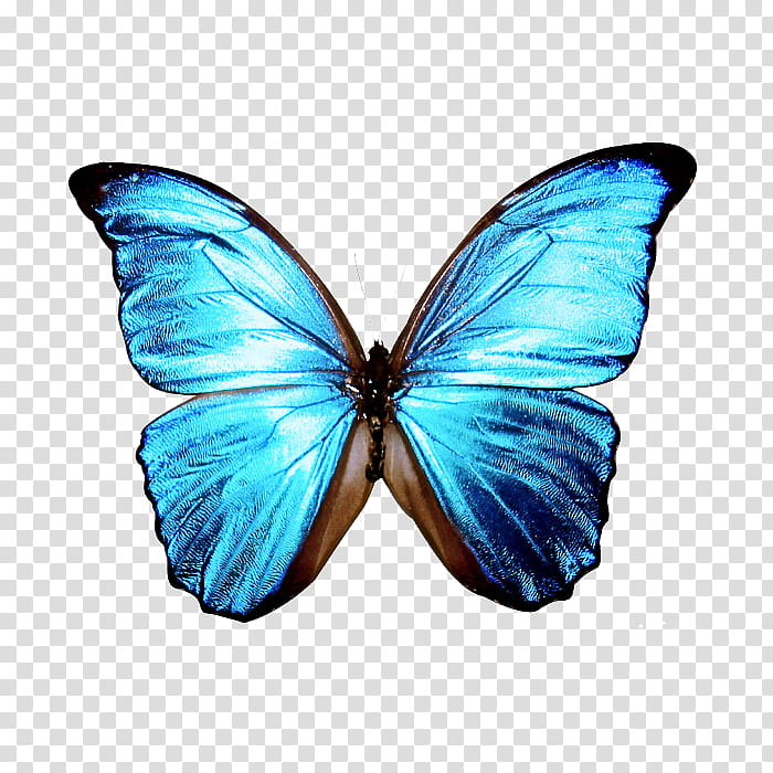 Butterfly, Menelaus Blue Morpho, Desktop , Insect, Computer Icons ...