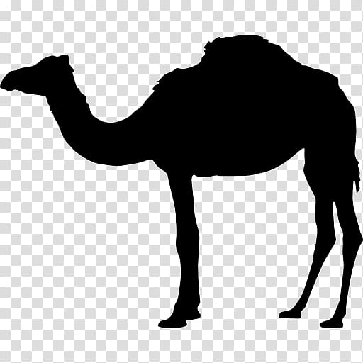 Animal, Bactrian Camel, Camel Train, Silhouette, Camelid, Arabian Camel, Live, Landscape transparent background PNG clipart