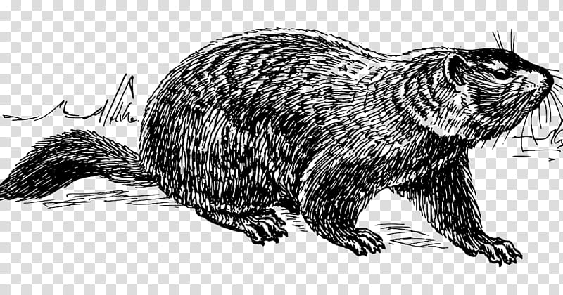 Beaver, Groundhog, Line Art, Drawing, Groundhog Day, Punxsutawney Phil, Film, Nutria transparent background PNG clipart