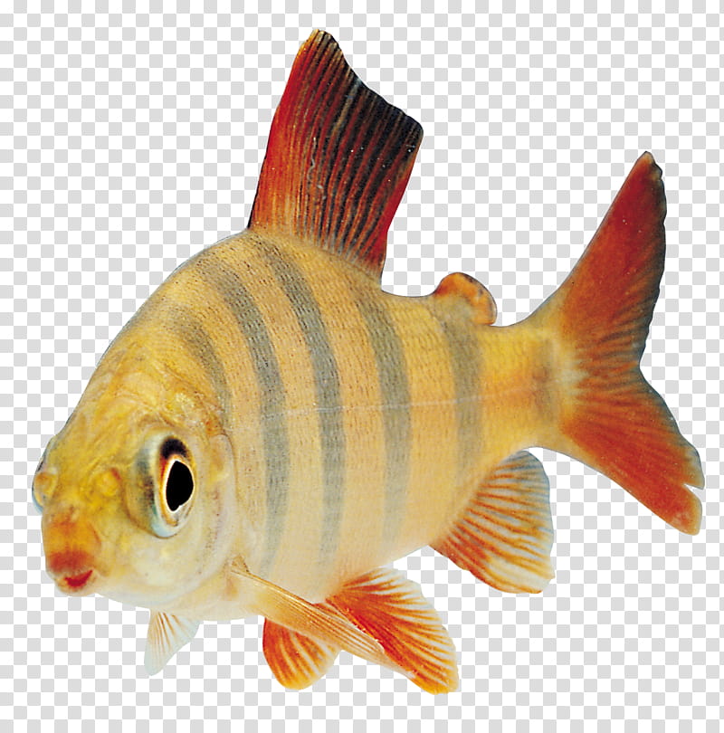 Fish , yellow and gray striped fish with orange fins transparent background PNG clipart