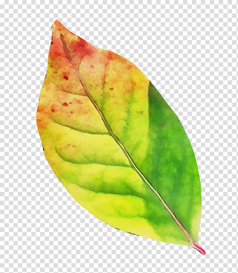 Watercolor Flower, Paint, Wet Ink, Leaf, Pathology, Plants, Cherry Leaf Spot, Plant Pathology transparent background PNG clipart