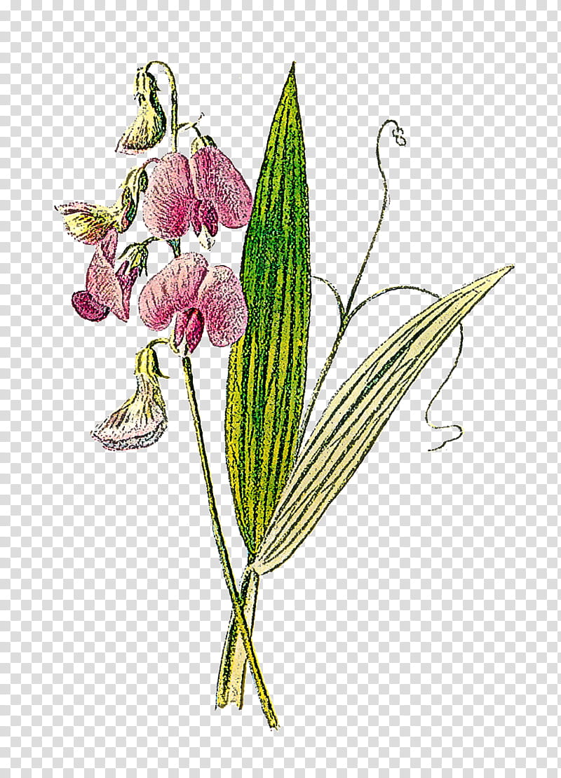 flower plant queen's lady's-slipper pedicel cypripedium, Sweet Peas, Fritillaria transparent background PNG clipart