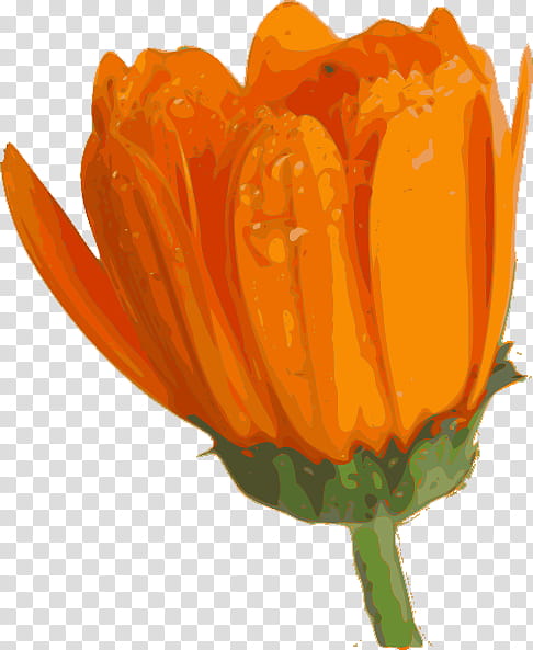 Flower s, orange daisy flower illustration transparent background PNG clipart