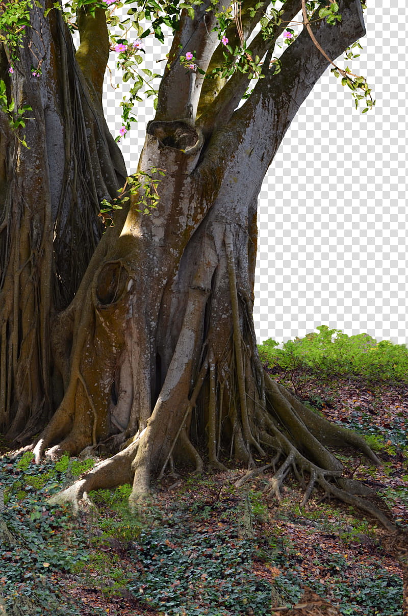 Mangrove Tree  More Foliage Ivy copy transparent background PNG clipart