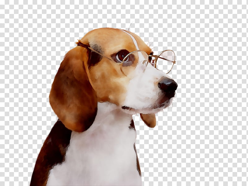 Dog Food, Beagle, English Foxhound, Harrier, Treeing Walker Coonhound, Puppy, Pocket Beagle, Companion Dog transparent background PNG clipart