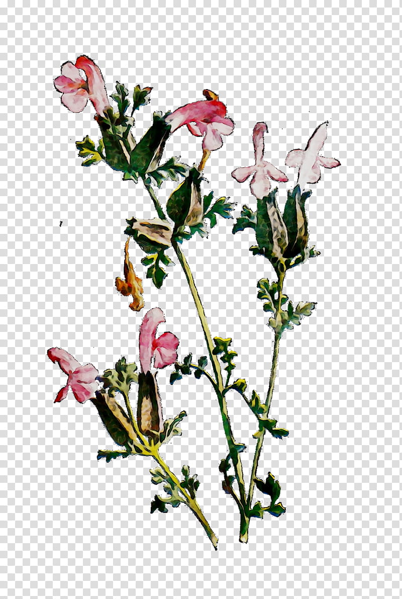 Sweet Pea Flower, Rose Family, Floral Design, Cut Flowers, Plant Stem, Herbaceous Plant, Plants, Family M Invest Doo transparent background PNG clipart