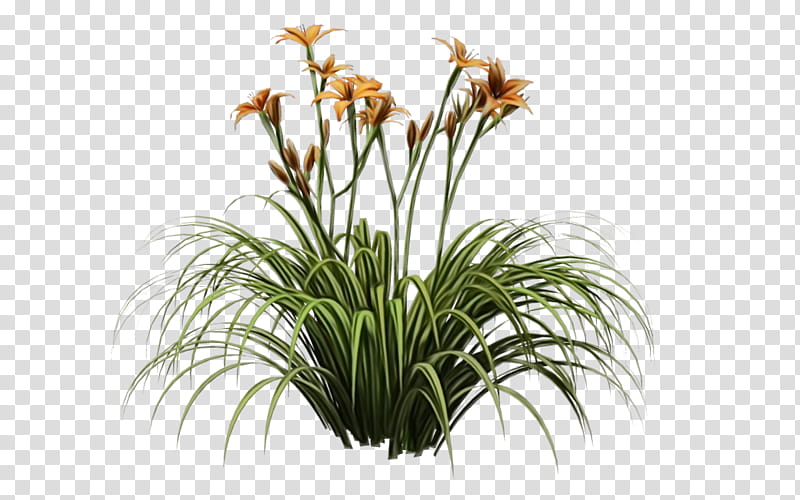 Easter Lily, Orange Daylily, Plants, Flower, Grass, Terrestrial Plant, Grass Family, Houseplant transparent background PNG clipart