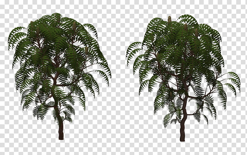 Sumac Tree , green plant transparent background PNG clipart