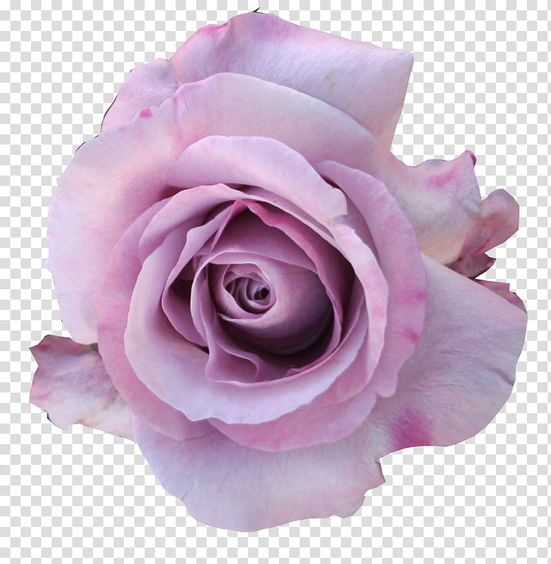 Miscellaneous Roses , pink rose flower transparent background PNG clipart