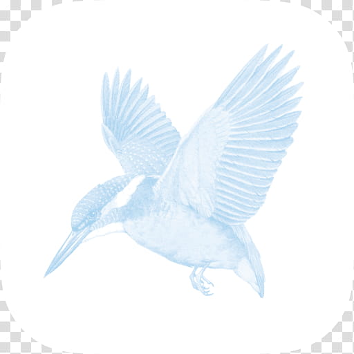 Bird Logo, Beak, Wing, Feather, Kingfisher, Water Bird, Perching Bird, Tail transparent background PNG clipart