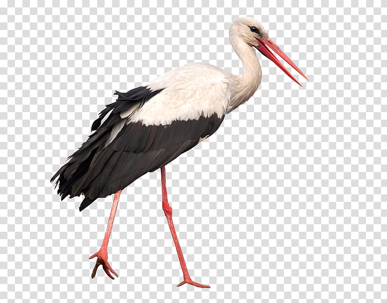 Crane Bird, White Stork, Beak, Asian Openbill, Ciconia, Ciconiiformes, Shorebird, Ibis transparent background PNG clipart
