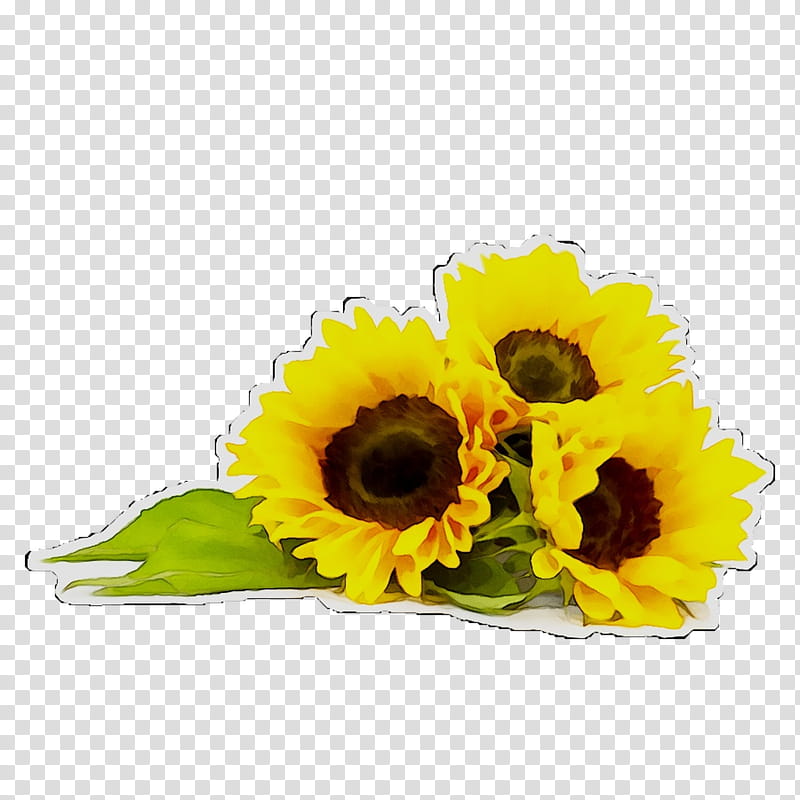Flowers, Common Sunflower, Alamy, Sunflower Seed, Fat, Sunflower Oil, Food, 1000000 transparent background PNG clipart