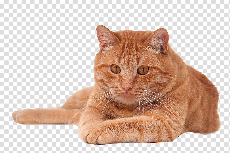 High Quality  Cats , orange tab transparent background PNG clipart