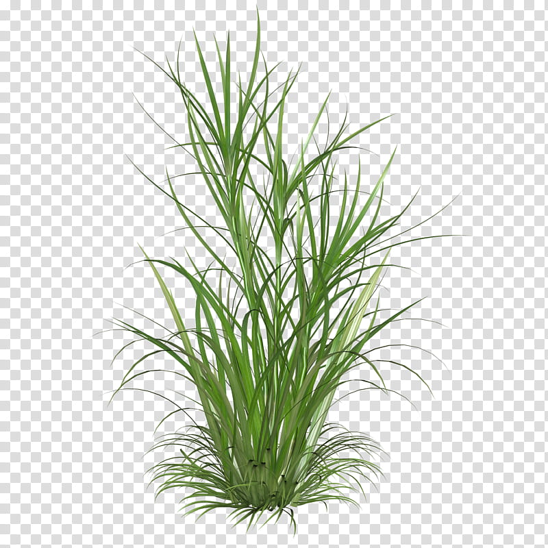 Grass Flower, Ornamental Grass, Grasses, Ornamental Plant, Lawn, Fountain Grass, Grass Family, Chives transparent background PNG clipart