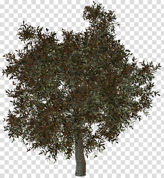 Oak Tree, Shrub, Woody Plant, Branch, Evergreen transparent background PNG clipart