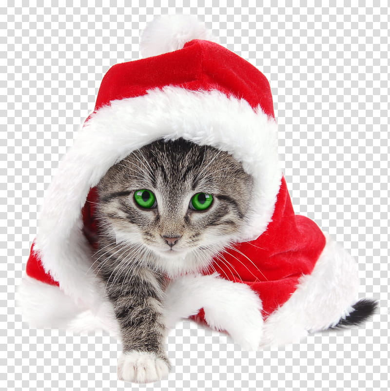 Dog And Cat, Santa Claus, Kitten, Christmas Day, Cuteness, Christmas Tree, Grumpy Cat, Animal transparent background PNG clipart
