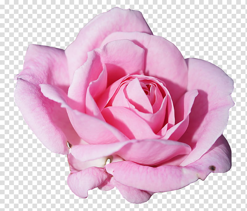 RENDERS Flowers, close-up graphy of pink rose flower transparent background PNG clipart
