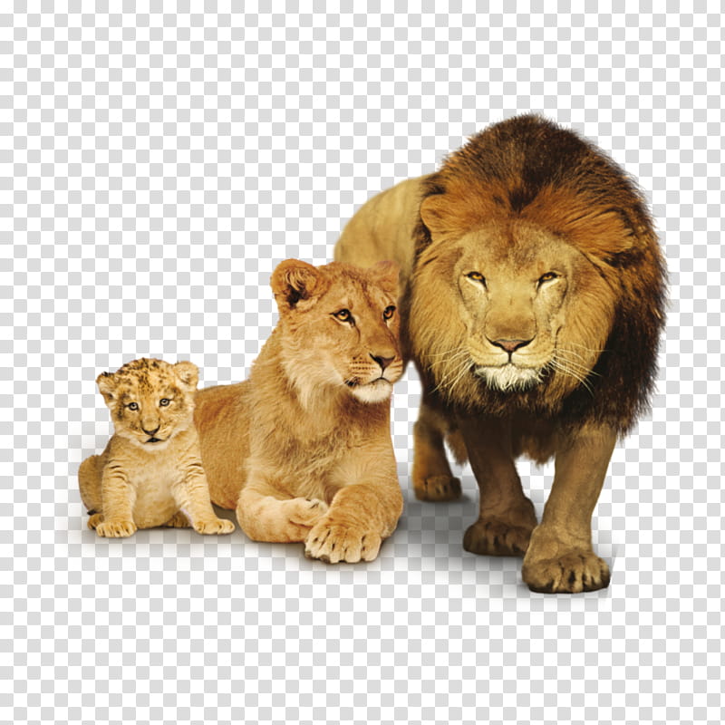 Cats, East African Lion, Tiger, White Lion, Lionhead Rabbit, Jaguar, Roar, Animal transparent background PNG clipart