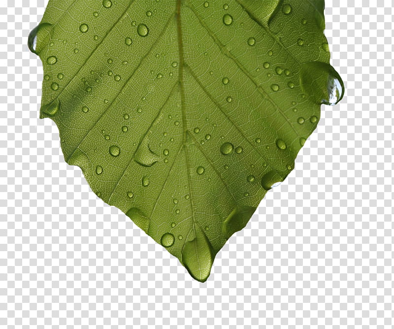 Nature, water droplets on green leaf transparent background PNG clipart