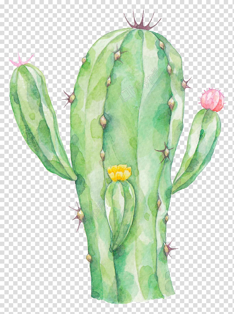 Watercolor Flower, Cactus, Painting, Succulent Plant, Prickly Pear, Plants, Watercolor Painting, Drawing transparent background PNG clipart