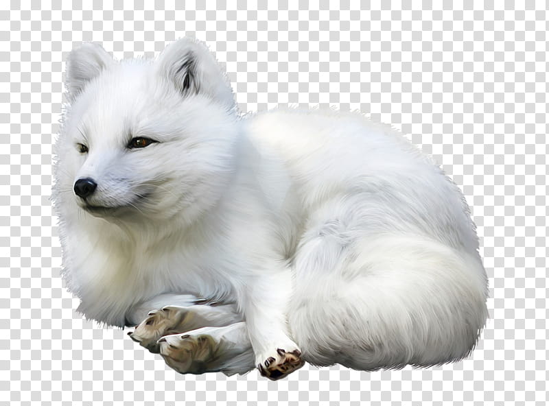 Polar Bear, Arctic Fox, RED Fox, Dog, Gray Fox, Drawing, Wolf, White transparent background PNG clipart