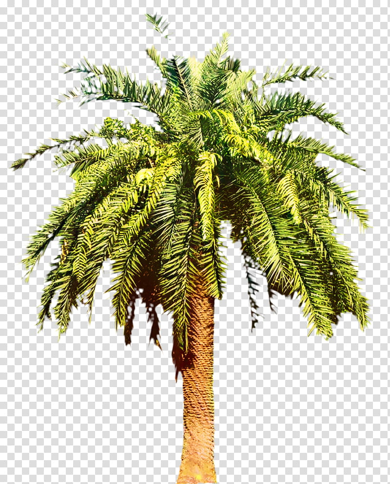 Date Tree Leaf, Date Palm, Palm Trees, Canary Island Date Palm, Shrub, Plants, Pygmy Date Palm, Frond transparent background PNG clipart