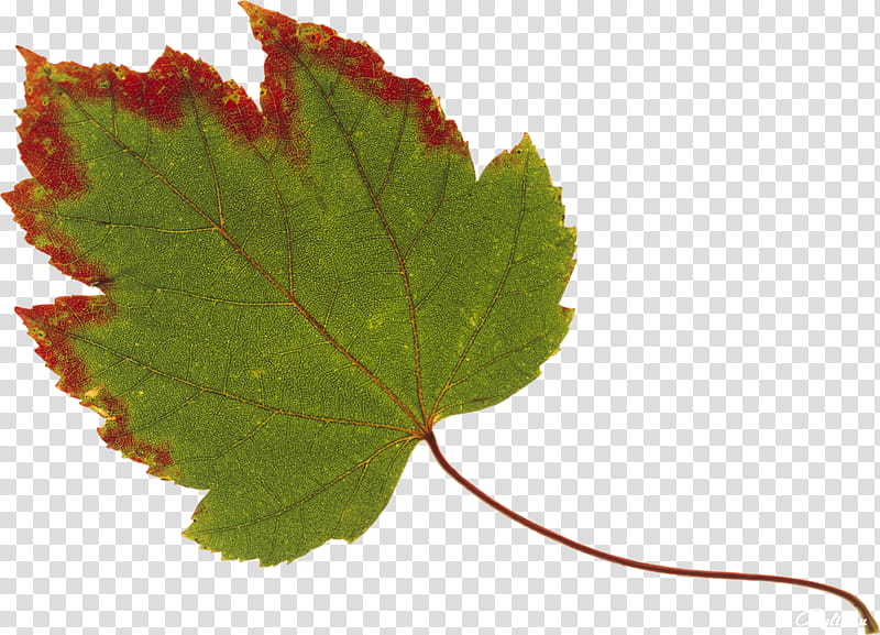 Autumn Leaves, Maple Leaf, Autumn Leaf Color, Red, Green, Yellow, Tree, Bladnerv transparent background PNG clipart