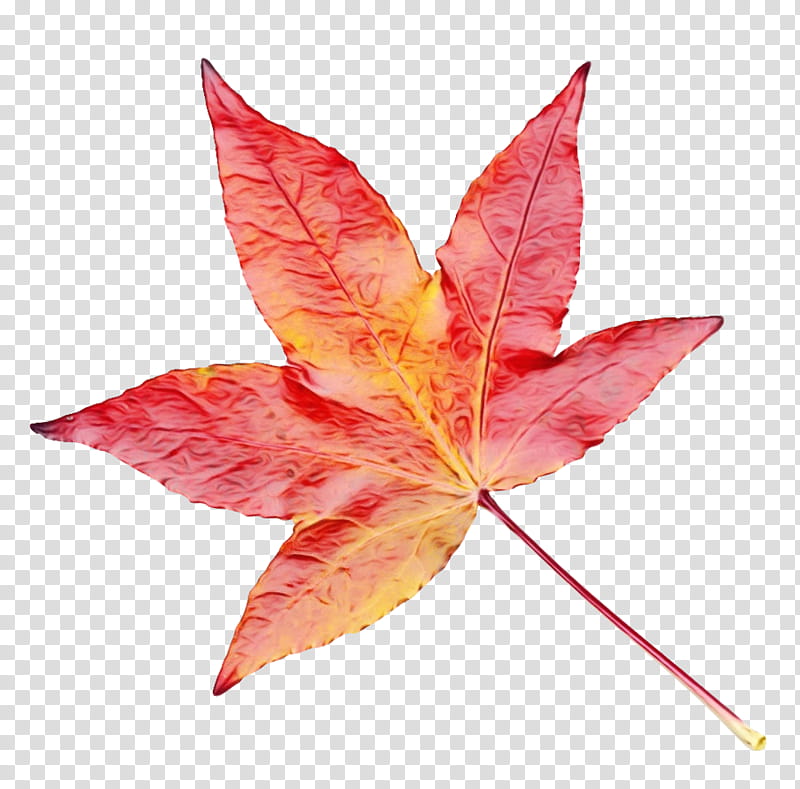 Red Maple Leaf, Watercolor, Paint, Wet Ink, Autumn, Autumn Leaf Color, Kelutsinaran Dan Kelutcahayaan, Green transparent background PNG clipart