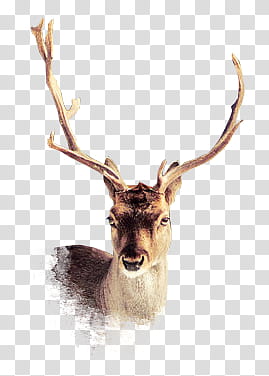 REBLUE DEER, brown deer art transparent background PNG clipart