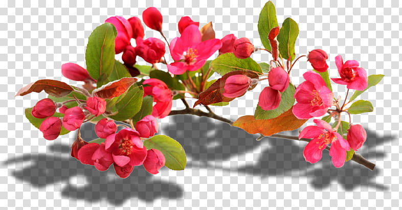 Cherry Blossom, Flower, Pink, Branch, Plant, Petal, Spring
, Shrub transparent background PNG clipart