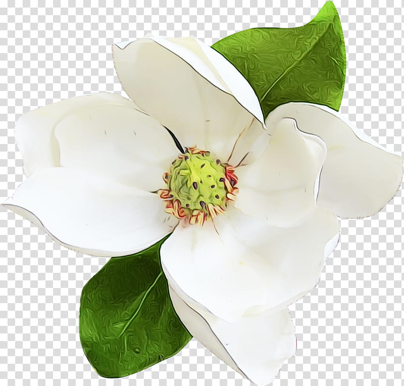 flower flowering plant petal white plant, Watercolor, Paint, Wet Ink, Magnolia, Magnolia Family, Flowering Dogwood, Blossom transparent background PNG clipart