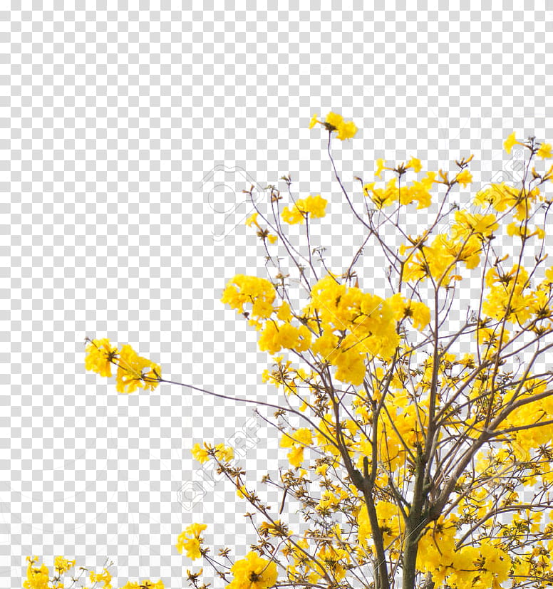 Yellow , yellow golden rod flowers transparent background PNG clipart