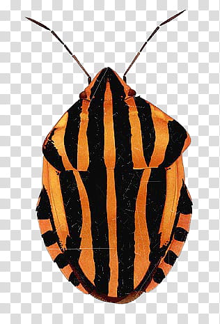 insect s, orange and black striped stink bug transparent background PNG clipart