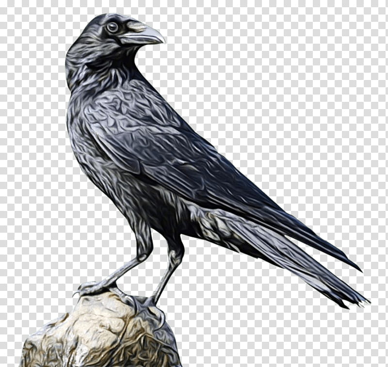 Cartoon Bird, Crow, American Crow, New Caledonian Crow, Common Raven, Crow Family, Crows, Beak transparent background PNG clipart