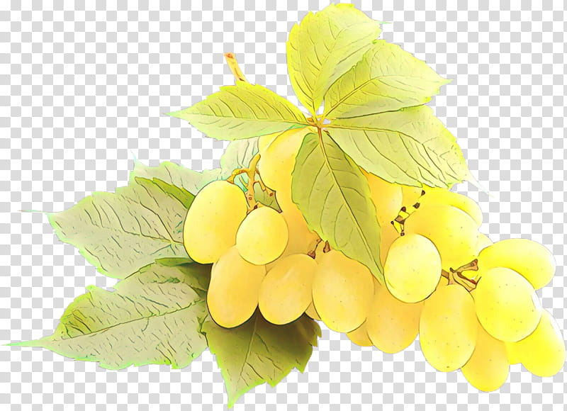 Leaves, Grape, Seedless Fruit, Common Grape Vine, Grape Leaves, Flower, Leaf, Plant transparent background PNG clipart