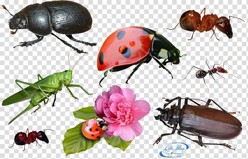 Insects, assorted-color insects transparent background PNG clipart