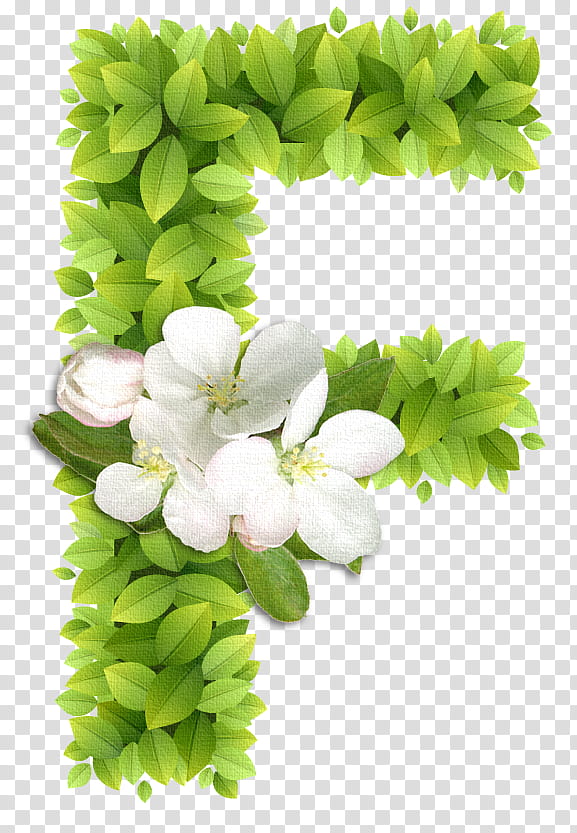 Floral Flower, Alphabet, Letter, Floral Design, Lettering, Calligraphy, Illuminated Manuscript, Leaf transparent background PNG clipart