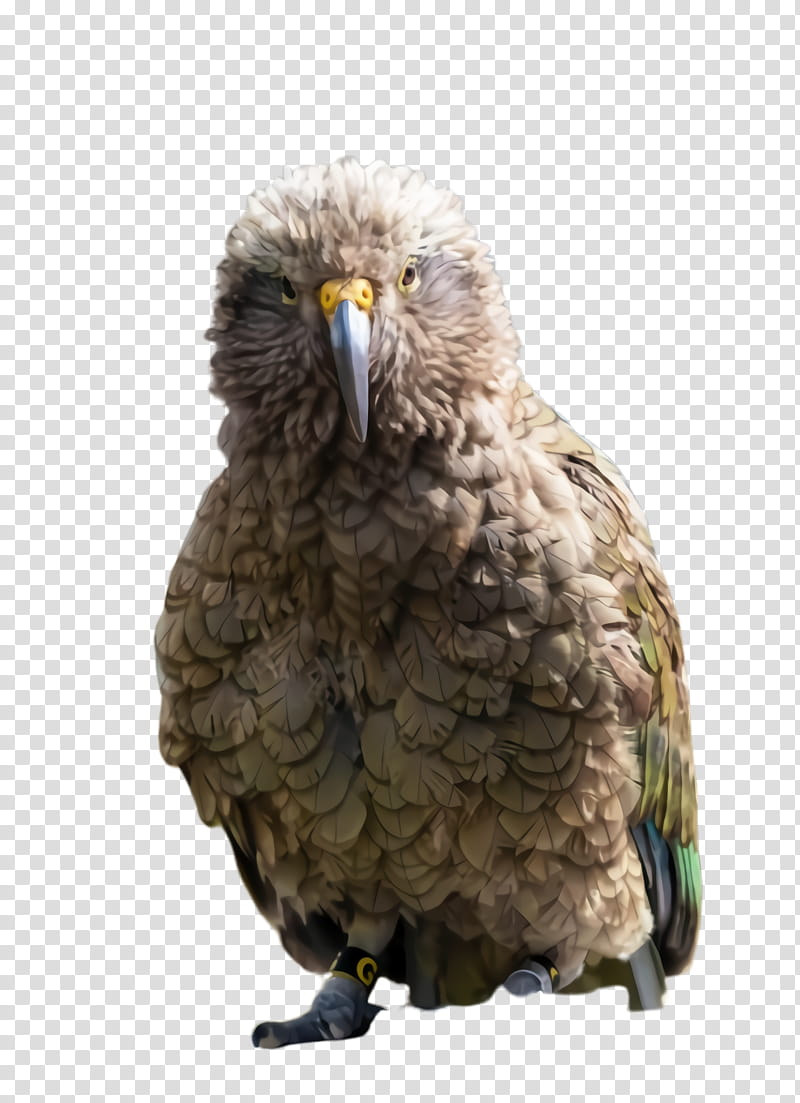 Colorful, Parrot, Bird, Exotic Bird, Tropical Bird, Beak, Kea, Eagle transparent background PNG clipart